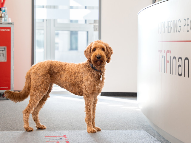 Der B&uuml;rohund von TriFinance in D&uuml;sseldorf steht im Flur und schaut in neugierig in die Kamera des Fotografen